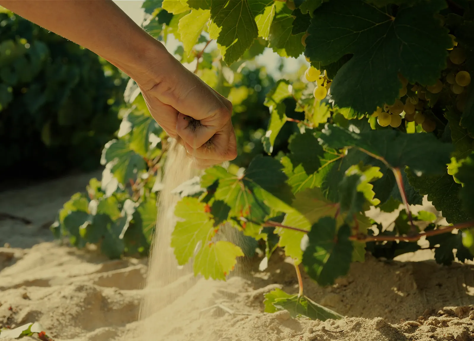 Mano dejando caer arena junto a una cepa de Verdejo en el viñedo
