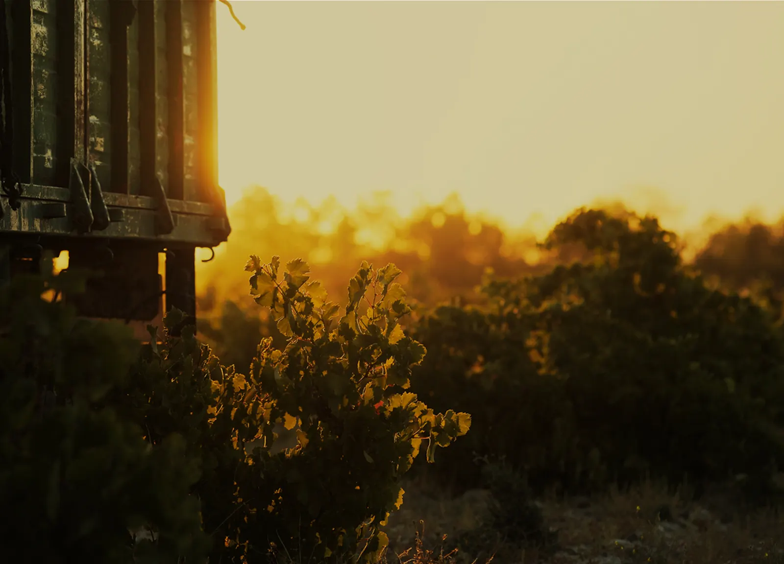 Viñedo al atardecer con luz dorada